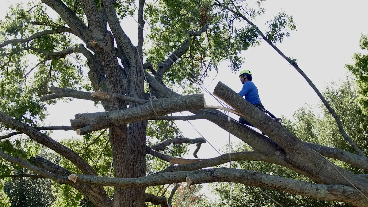 Professional Crown Thinning performed by certified arborists in Glenfield